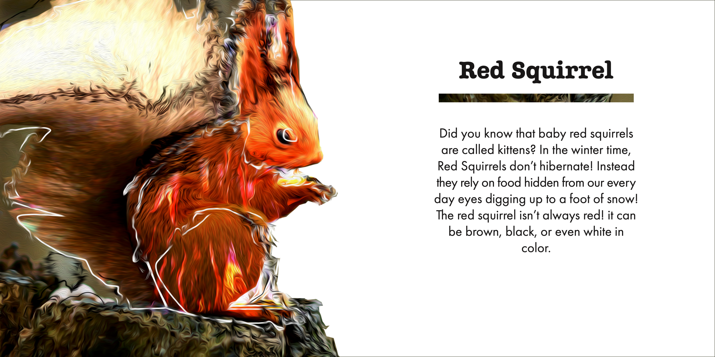 Red squirrel with some facts